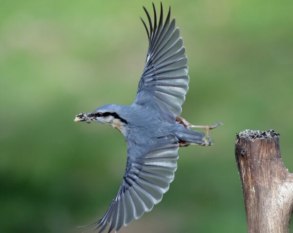 Kleiber im Flug - Foto: Getty Images/CathyDoi