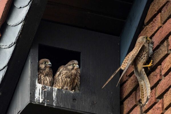 Die Turmfalkenfamilie bewohnt einen Nistkasten unter dem Dach. - Foto: NABU/Harry Abraham