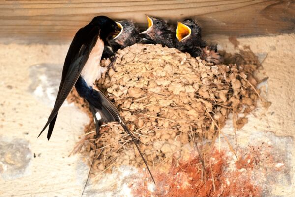 Diese Rauchschwalben sind standorttreu und kehren zum Brüten immer wieder zu ihrem alten Nest zurück.