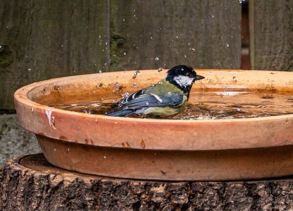 Kohlmeise beim Baden - Foto: Getty Images/Andi Edwards