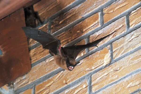 Diese Breitflügelfledermaus fliegt aus ihrem Quartier im Mauerwerk. - Foto: NABU/Eberhard Menz