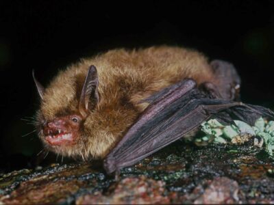 Große Bartfledermaus - Foto: Eckhard Grimmberger