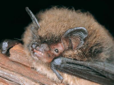 Kleine Bartfledermaus - Foto: Dietmar Nill