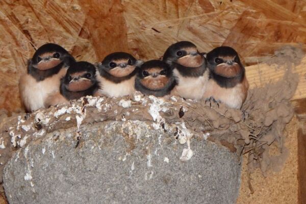 Diese Rauchschwalben-Nisthilfe dient den Schwalben als Grundlage für ihr Nest. - Foto: Bernhard Schiewe