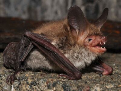 Bechsteinfledermaus - Foto: Eckhard Grimmberger