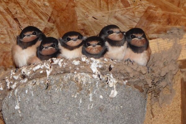 Diese Rauchschwalben-Nisthilfe dient den Schwalben als Grundlage für ihr Nest.