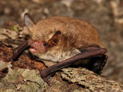 Fransenfledermaus - Foto: Eckhard Grimmberger