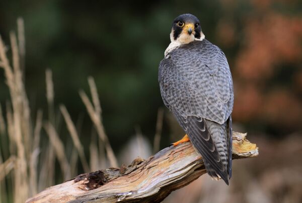 Wanderfalke - Foto: Eric Fischer