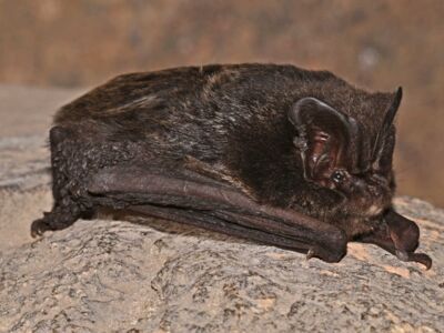 Mopsfledermaus - Foto: Eckhard Grimmberger