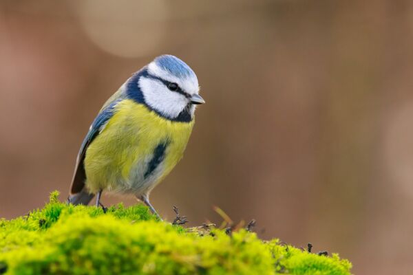 Blaumeise - Foto: NABU/Winfried Rusch