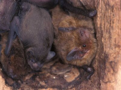 Mückenfledermaus mit Jungen - Foto: Dietmar Nill