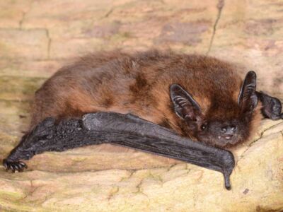 Zwergfledermaus - Foto: Eckhard Grimmberger