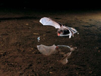 Wasserfledermaus auf der Jagd - Foto: Dietmar Nill