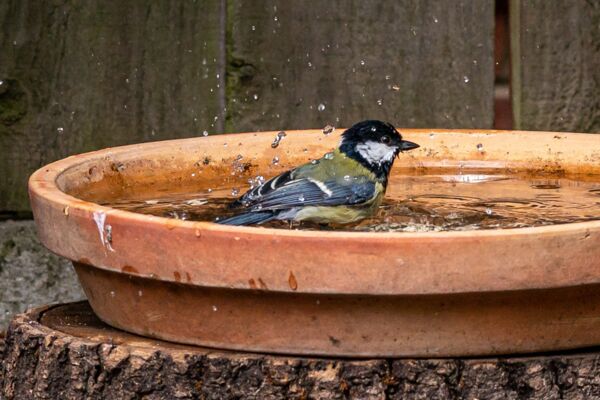 Kohlmeise beim Baden - Foto: Getty Images/Andi Edwards