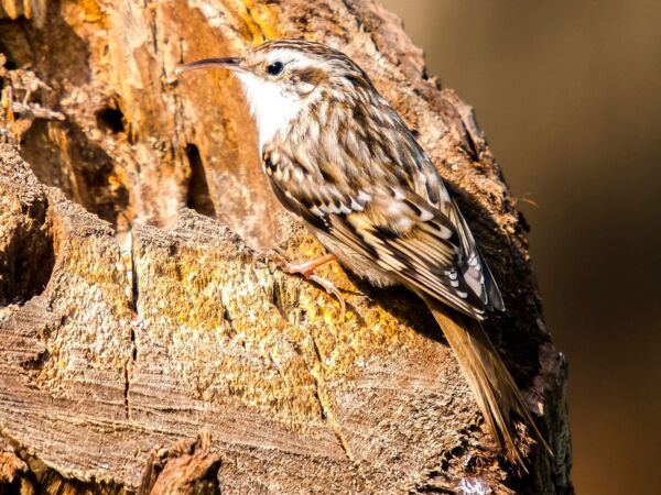 Gartenbaumläufer - Foto: Kathy Büscher, NABU Rinteln