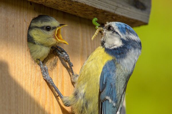 Blaumeisenfütterung - Foto: Rita Priemer