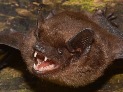 Breitflügelfledermaus - Foto: Eckhard Grimmberger