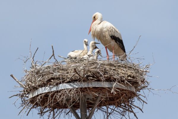 Weißstorch mit Küken - Foto: NABU/Constantin Sittmann