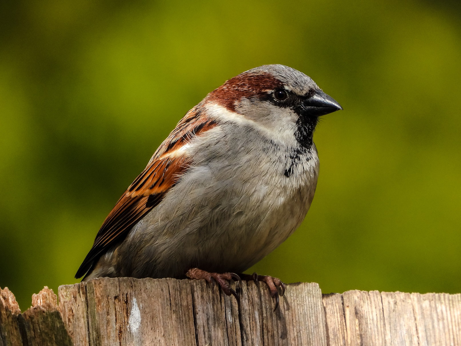 Männlicher Haussperling - Foto: Kathy Büscher, NABU Rinteln