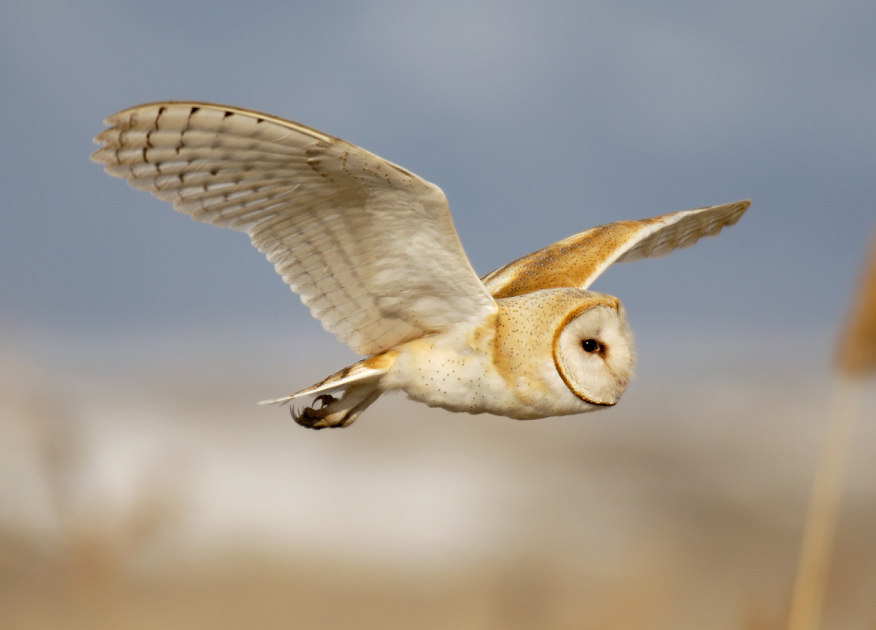 Schleiereule im Flug - Foto: Getty Images/brentawp